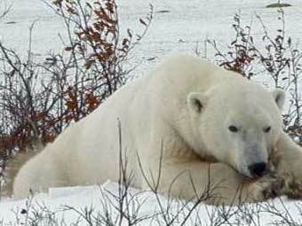 ����� ������� ������������ � ������ ������ ��������. ���� � ����� 