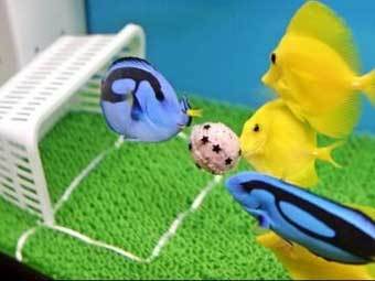 ���������� ���� ����� ������. ���� AFP