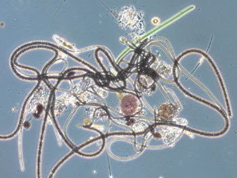 ������� ��������������. ���� � ����� Coml.org