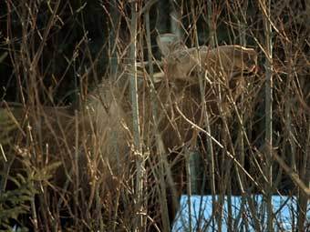 ����. ���� AFP