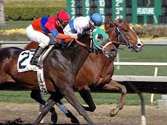 �������� ������. ���� � ����� sharkspage.com