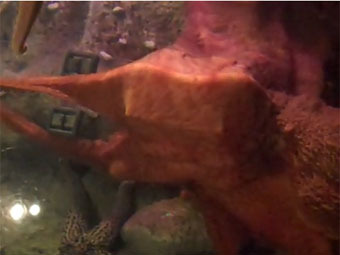 ������������ �������� ������������� ������ ����� ������� �������. ���� ������, ����������� �� ����� YouTube