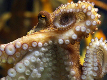 �������� �����. ���� &copy;AFP