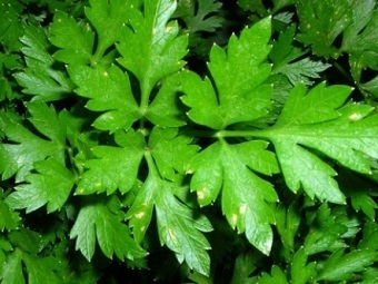    sg7.su